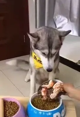 主人拿掉幻像鸡腿 汪汪瞬间从天堂掉到地狱 | 狗