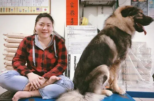 巨型汪被误认马和狮子 无偿捐血750ml后站不起 | 狗