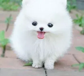 博美犬|话说饲养博美犬的最基本的养护方法是怎样的