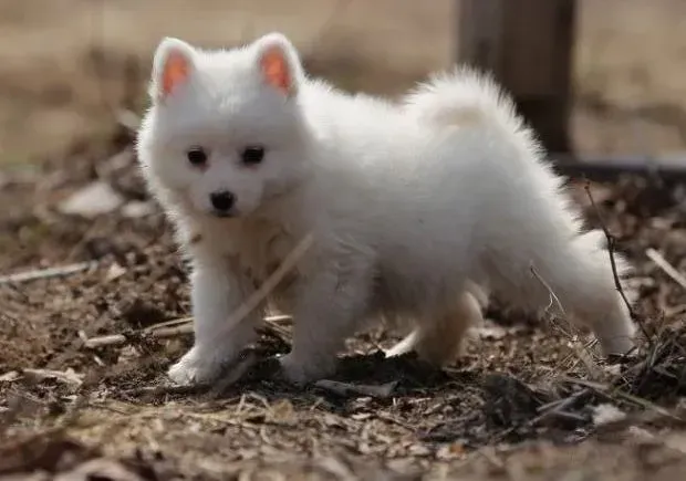 银狐犬|怎样才能科学的照顾好产后的银狐犬