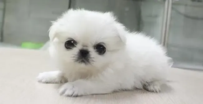 京巴狗|京巴犬患上细小疾病，呕吐不吃东西怎么办