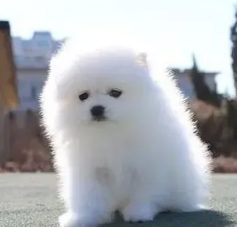 博美犬|训练博美犬护卫能力大盘点