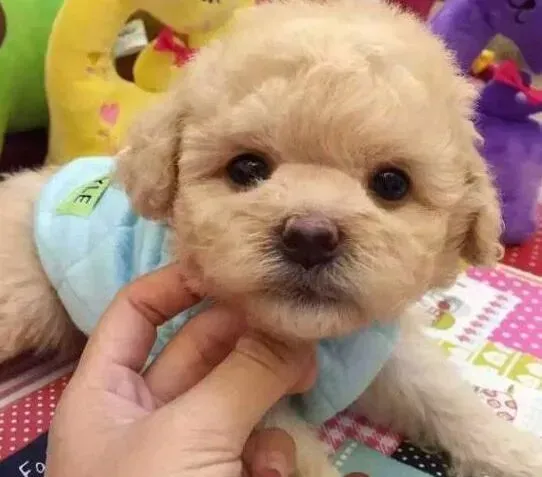 泰迪犬|四个月的母泰迪犬才3斤怎么增肥 有做驱虫