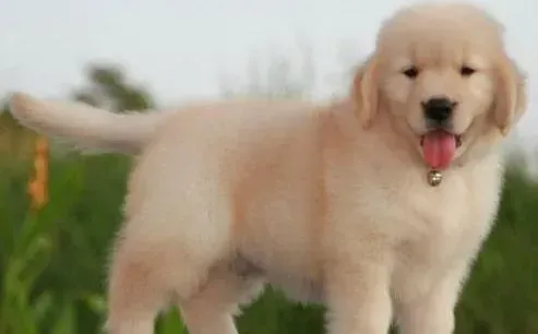 金毛|如何给金毛犬自制狗粮 求介绍