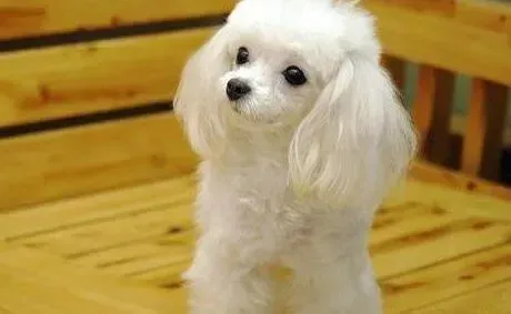 贵宾犬|怎样让贵宾犬改掉“狗改不了吃屎”的恶习