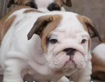 英国斗牛犬|营养均衡是斗牛犬保持身体健康的关键
