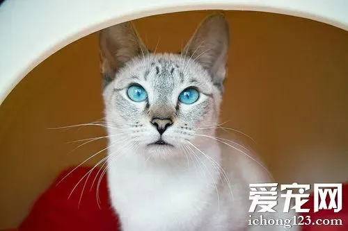 暹罗猫吃什么猫粮好 保证粮食质量 | 暹罗猫