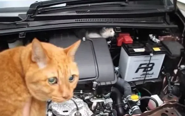 小猫误入汽车引擎取暖 幸得橘猫呼唤有惊无险 | 猫