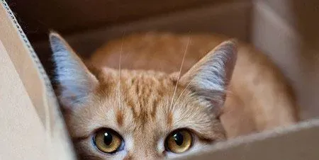 猫窝怎么买 一般在网上或者宠物实体店 | 猫
