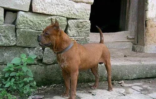 川东猎犬训练方法 川东猎犬训练需要注意事项 | 川东猎犬