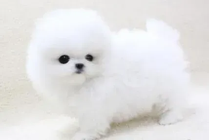 博美犬|阻止博美犬乱咬东西的小妙招