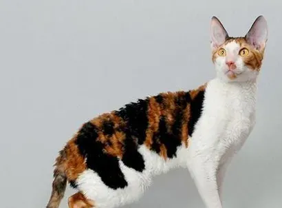 柯尼斯卷毛猫怎么养 掌握正确的饲养方法 | 柯尼斯卷毛猫