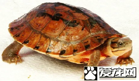 金钱龟怎么冬眠 如何给家里的金钱龟冬眠 | 金钱龟