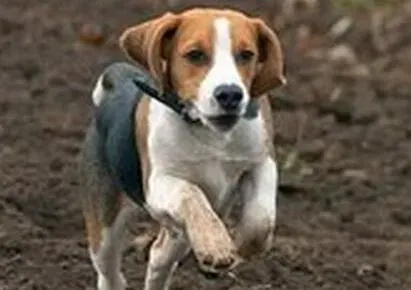 比格犬|护理小时代 完美护理哺乳期的比格犬宝宝