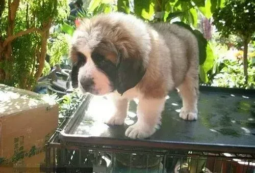 圣伯纳犬|怎样给圣伯纳犬选择一个好伴侣