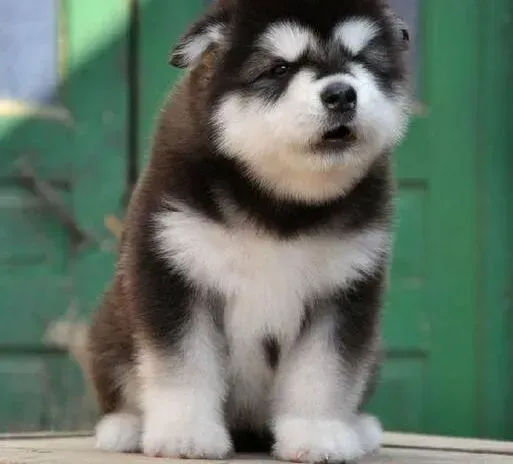 阿拉斯加犬|阿拉斯加犬食欲很好但是很瘦应如何喂养