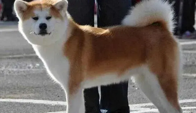 秋田犬|秋田犬腹部疼痛拉黄色稀便 请问专家它是怎么了