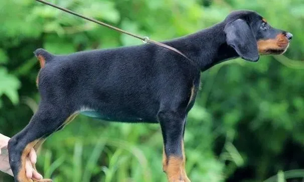 杜宾犬|杜宾犬患上冠状病毒拉血打喷嚏