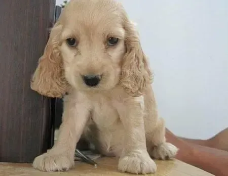 可卡犬|可卡犬一直都很瘦不长肉是怎么回事