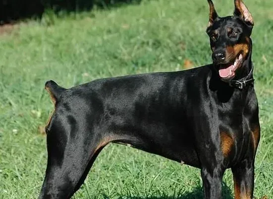 杜宾犬|给杜宾犬补充微量元素的时候需谨慎