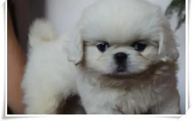 京巴狗|京巴犬不注意把牛奶喝了，没事吧