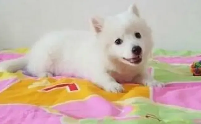 银狐犬|银狐犬最近总拉稀，应该如何医治