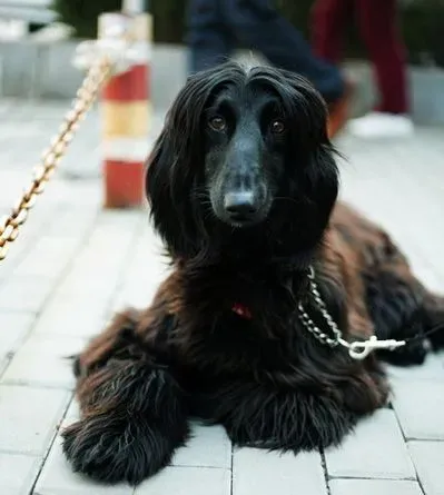 阿富汗猎犬特点 宠物中的各种排名 | 阿富汗猎犬