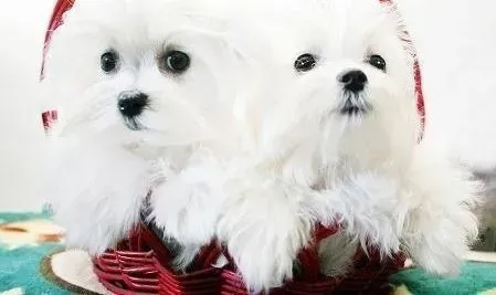 马尔济斯|马尔济斯犬在冬季不能过早的穿衣服