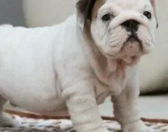 英国斗牛犬|小斗牛犬流鼻涕咳嗽拉肚子没有胃口 怎么医治