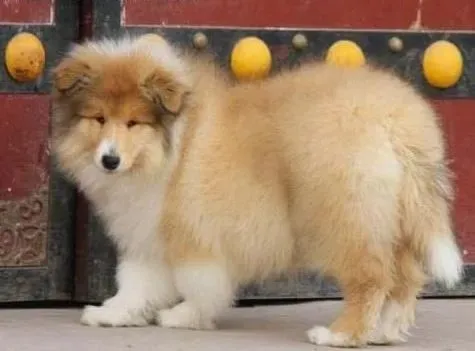 苏格兰牧羊犬|如何判断苏格兰牧羊犬是否感染了冠状病毒