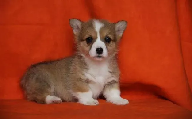柯基犬|柯基犬吃饭期间突然抽搐了怎么回事
