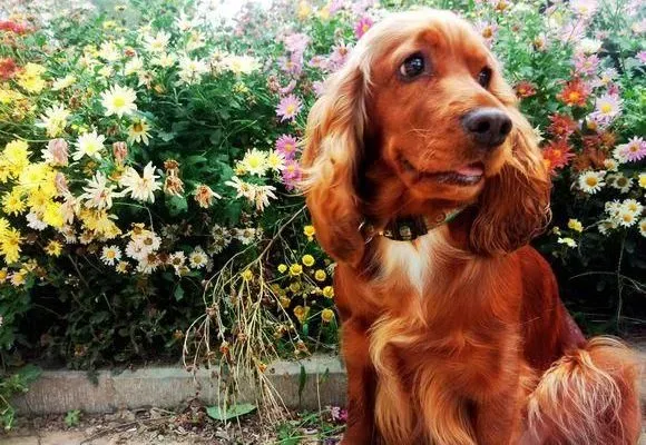 可卡犬|轻松解决可卡犬洗澡难的问题