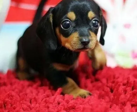 腊肠犬|哪些原因造成了腊肠犬的食欲不振