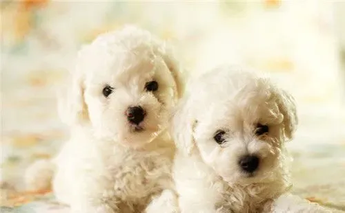 纯种卷毛比熊犬 卷毛比熊犬的饲养方法 | 比熊犬