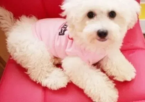 比熊犬|年幼的比熊犬吃什么狗粮比较好