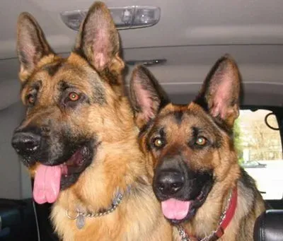 德国牧羊犬咬人吗 它有很强的领地意识 | 德国牧羊犬