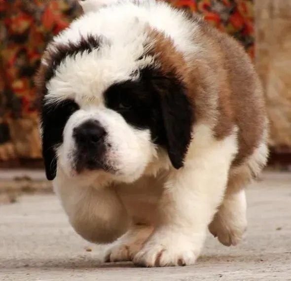 圣伯纳犬|揭秘圣伯纳犬四季护理之道