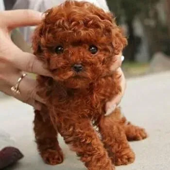泰迪犬|泰迪犬的健康为何离不开维生素
