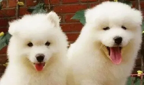 萨摩耶犬犬瘟热 最初体温升高达40度左右 | 萨摩耶