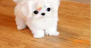 马尔济斯|你给马尔济斯犬的营养品真的符合标准吗