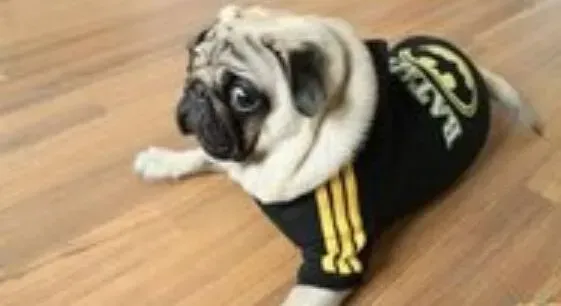 巴哥犬|医疗保健之巴哥犬的肛门为什么会又红又肿