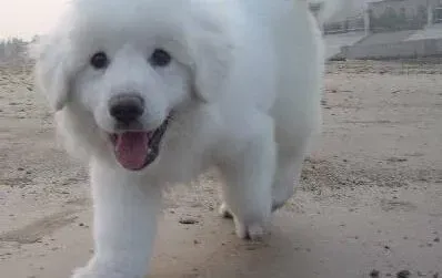 大白熊犬|饲养全书之饲养大白熊犬前应准备哪些事情