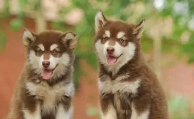 阿拉斯加雪橇犬喂养 入家门后有禁忌 | 阿拉斯加雪橇犬