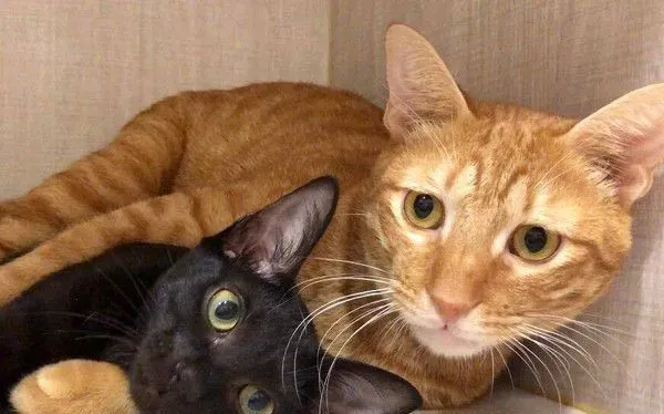 黑猫伸懒腰屁屁督到室友脸上 被督过脸表情超复杂