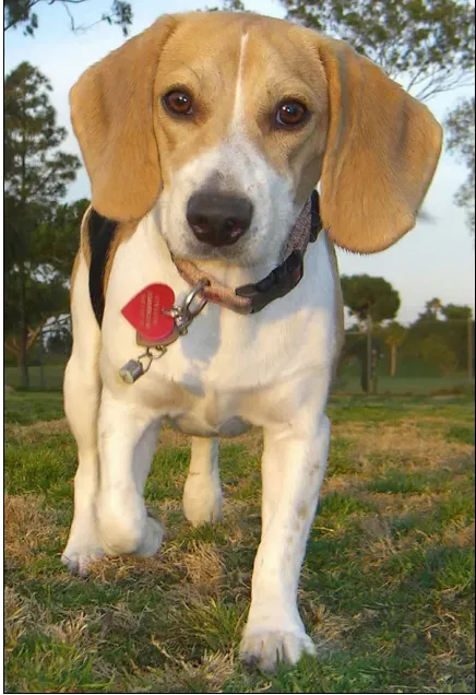 比格犬|比格犬这几天总拉稀是怎么了 求解答