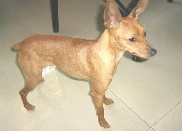 小鹿犬|有客人做客 主人不要对小鹿犬做的几件事