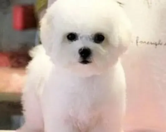 比熊犬|为你详细解读比熊犬呕吐的原因