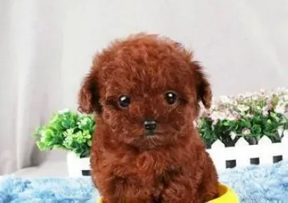 泰迪犬|饲养文化 应该如何照顾泰迪犬