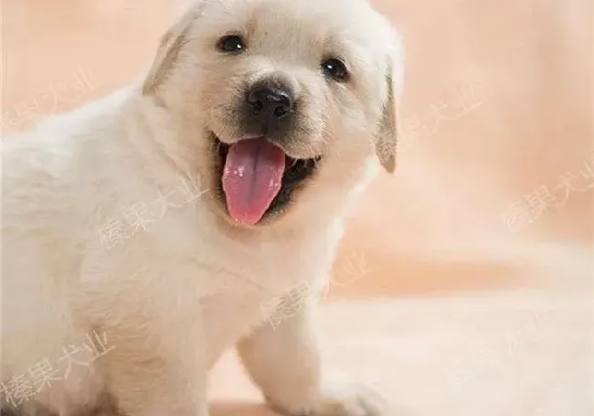 拉布拉多|冬季给拉布拉多犬做美容你要注意的地方