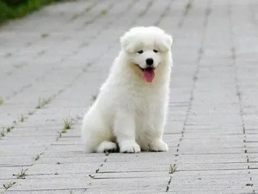 萨摩耶|导致萨摩耶犬变胖的四个原因